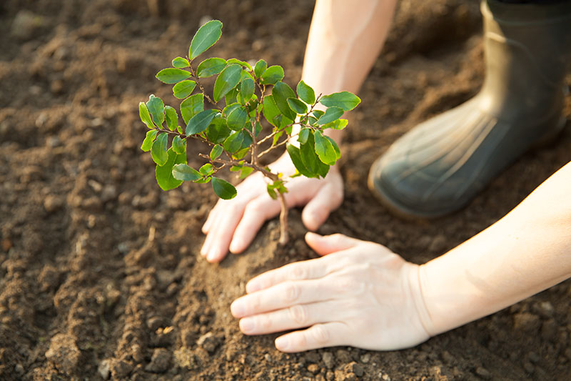 Aufforstung PLANT-MY-TREE