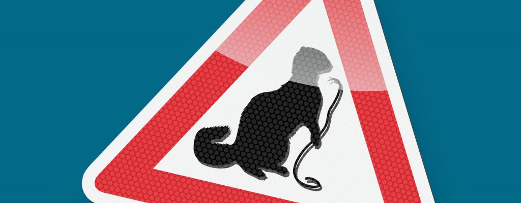 Marder auf Autoschild