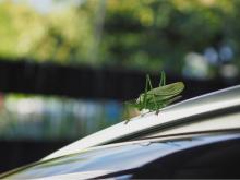 Insekt auf Auto