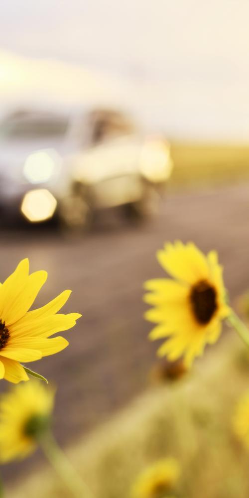 Auto auf Straße mit Sonnenblumen am Straßenrand