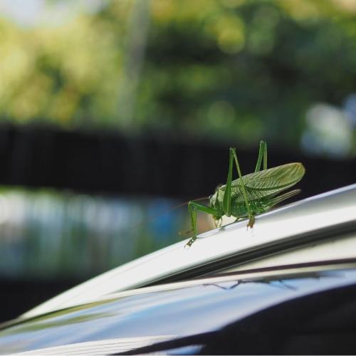 Insekt auf Auto