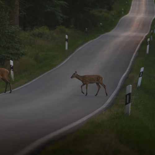 Rehe auf der Landstraße