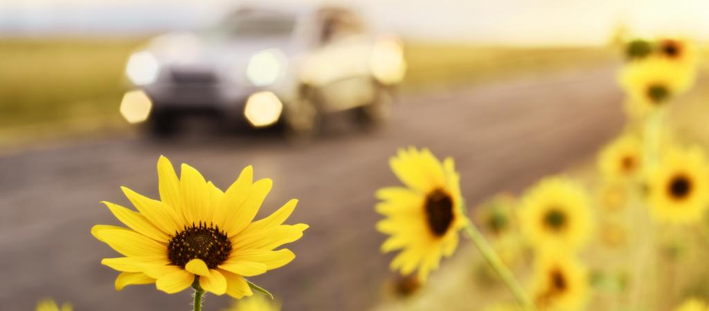 Auto auf Straße mit Sonnenblumen am Straßenrand