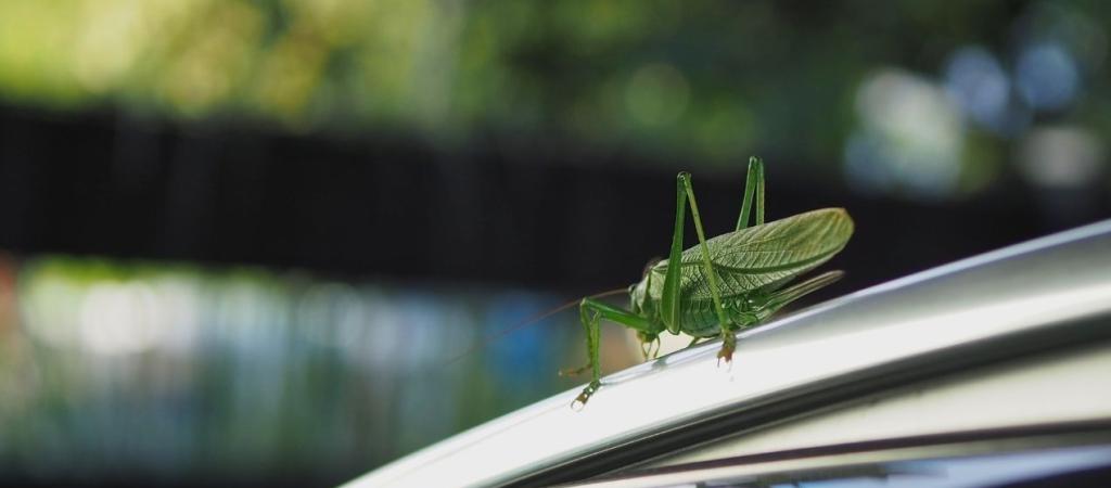 Insekt auf Auto