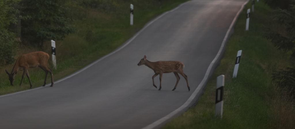 Rehe auf der Landstraße